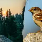 Samo ljudje s "sokoljim vidom" lahko v 7 sekundah najdejo